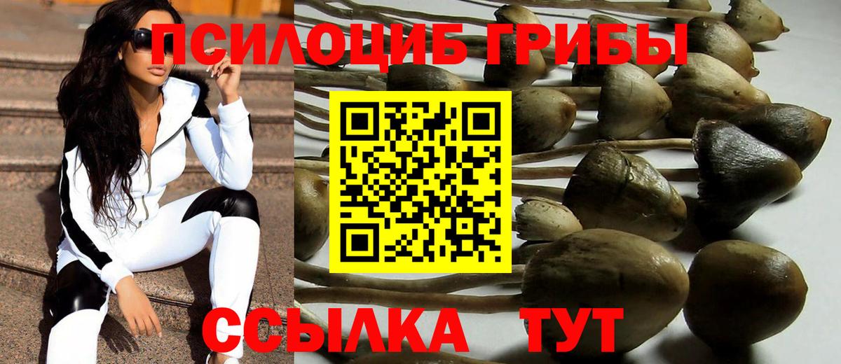 Чапаевск  Галлюциногенные грибы Psilocybine cubensis  Вход с VPN 